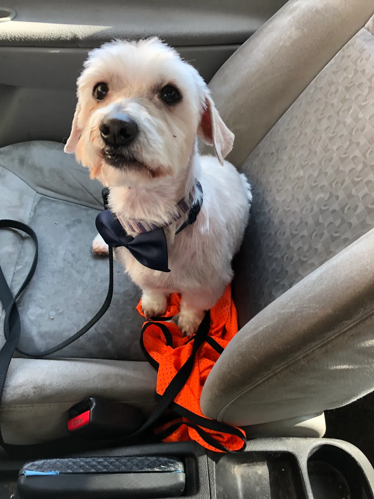 Lost dog in Braceville, IL, 60407