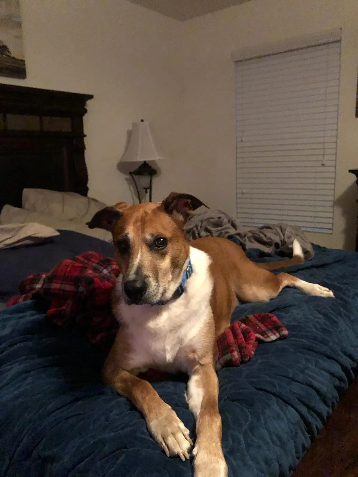 Lost dog in Avon, IN, 46123