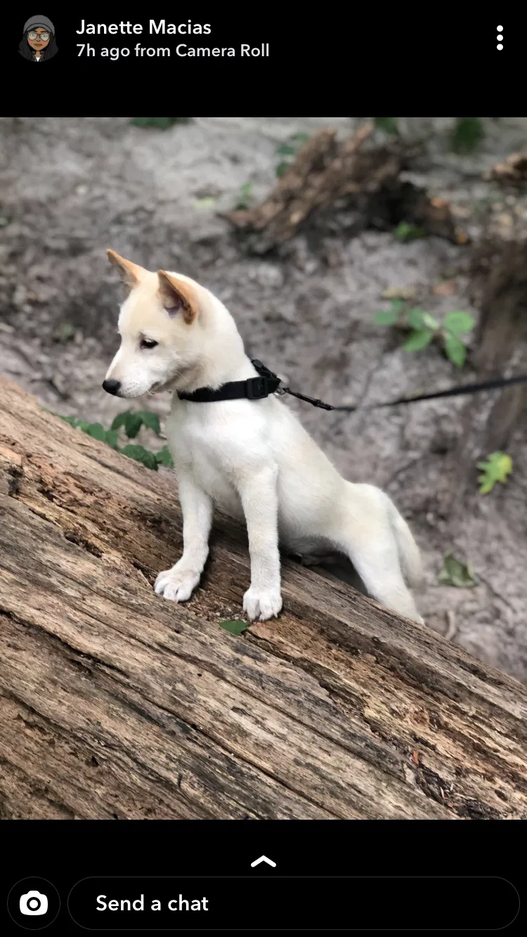 Lost dog in Berwyn, IL, 60402