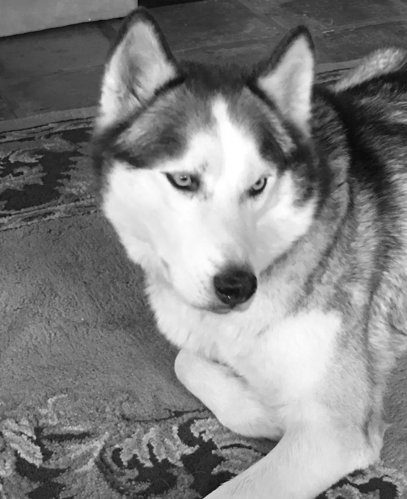 Lost dog in Grants, NM, 87020