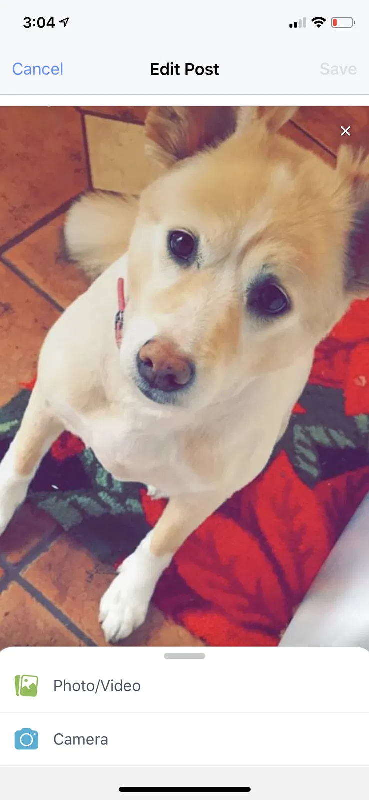 Lost dog in Jacksonville, NC, 28540