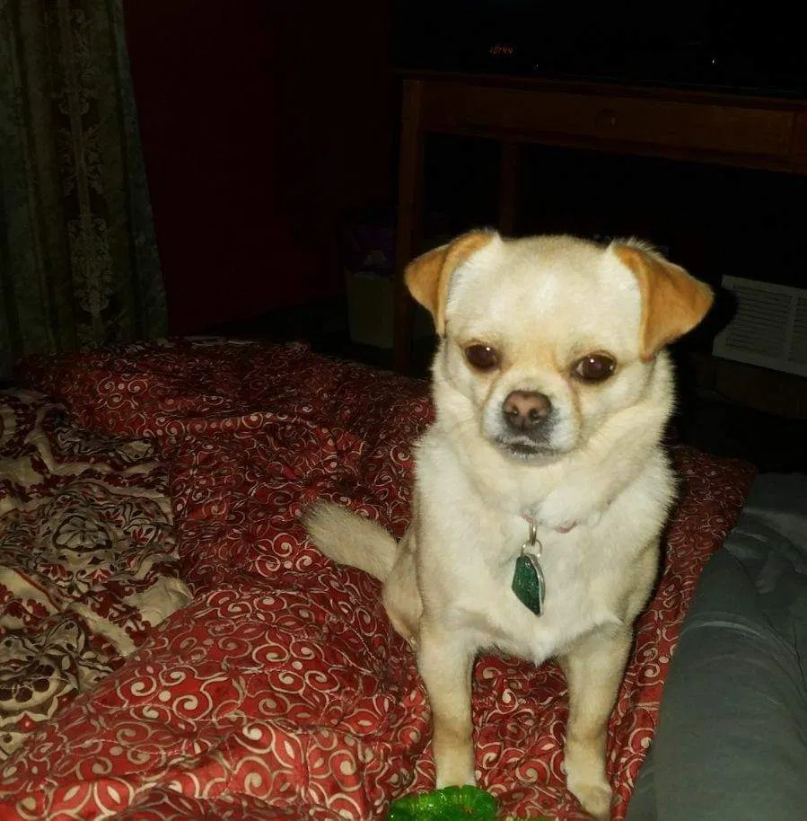 Lost dog in Salt Lake City, UT, 84104