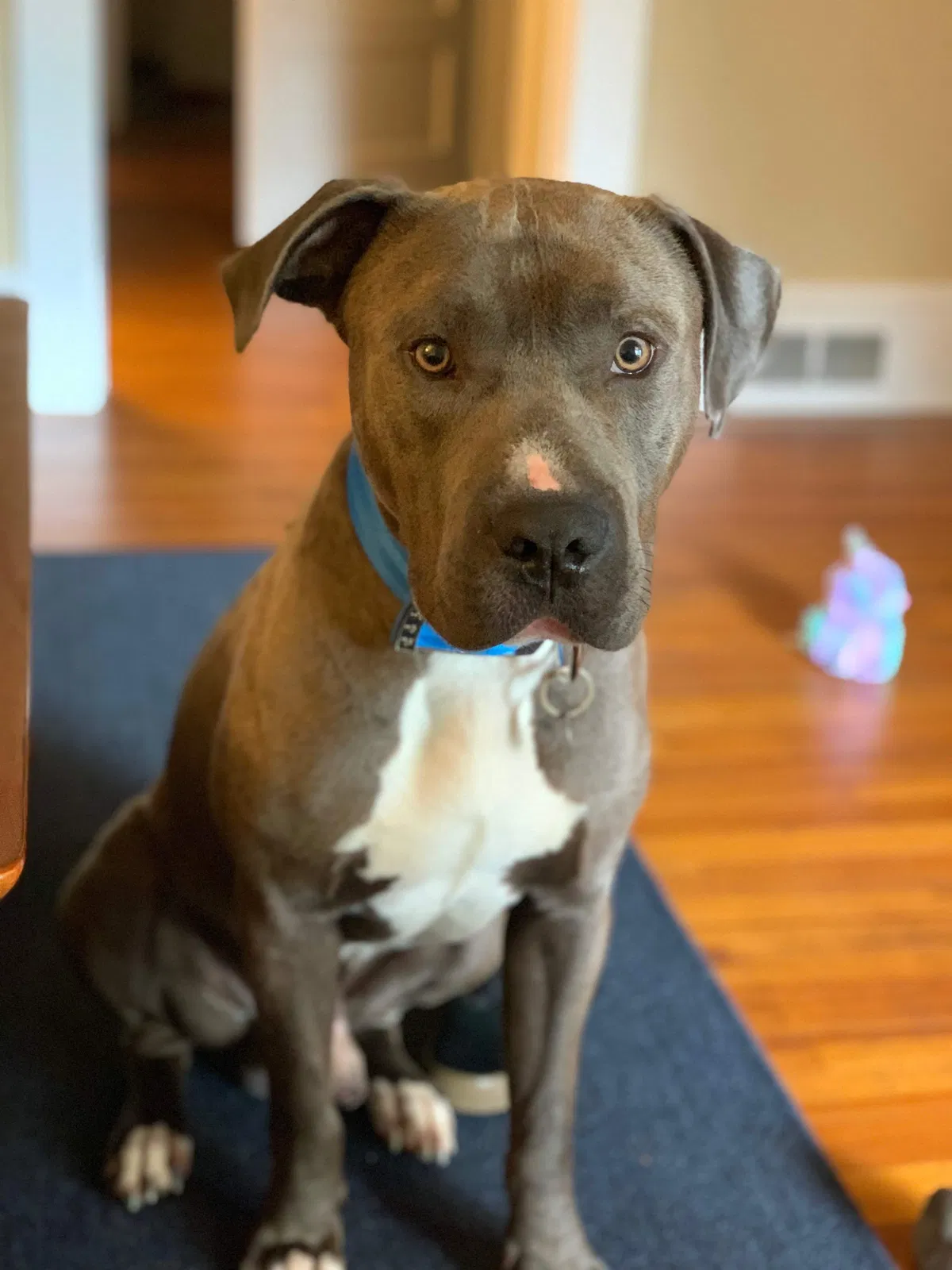 Lost dog in Winston Salem, NC, 27127