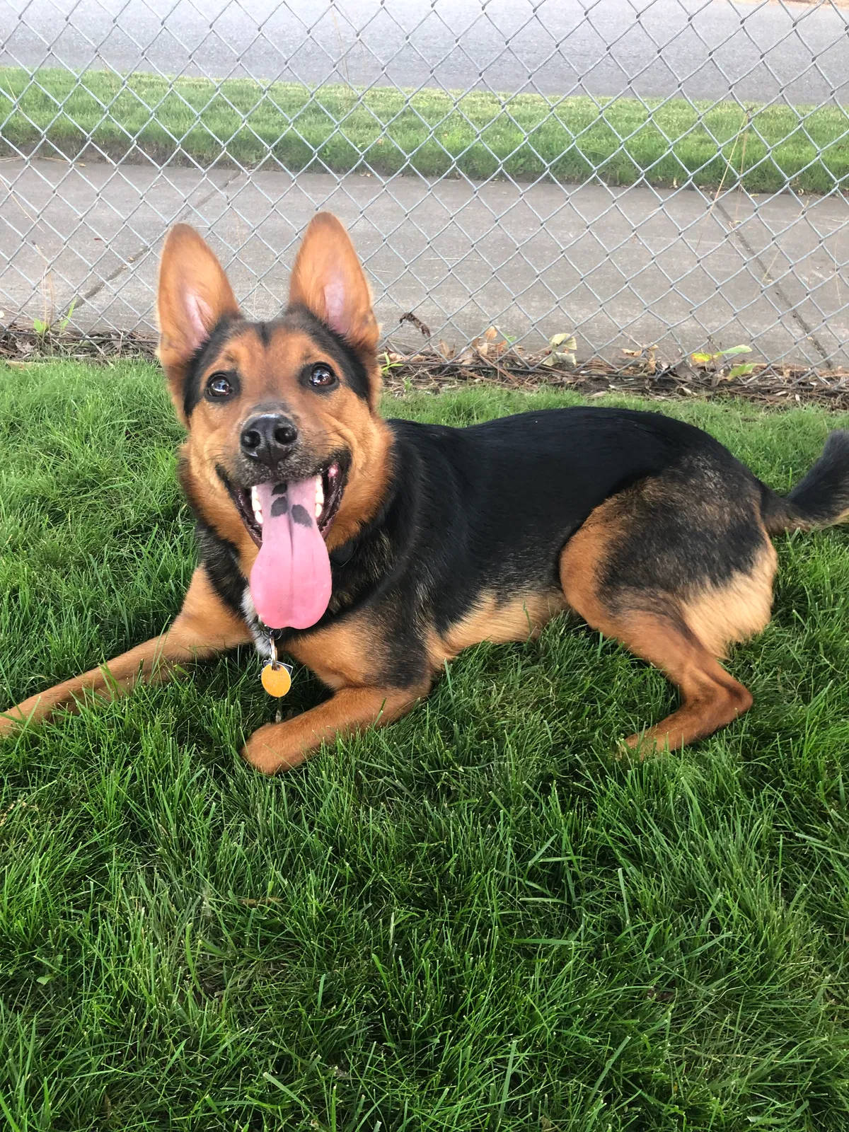 Lost dog in Coeur D Alene, ID, 83815