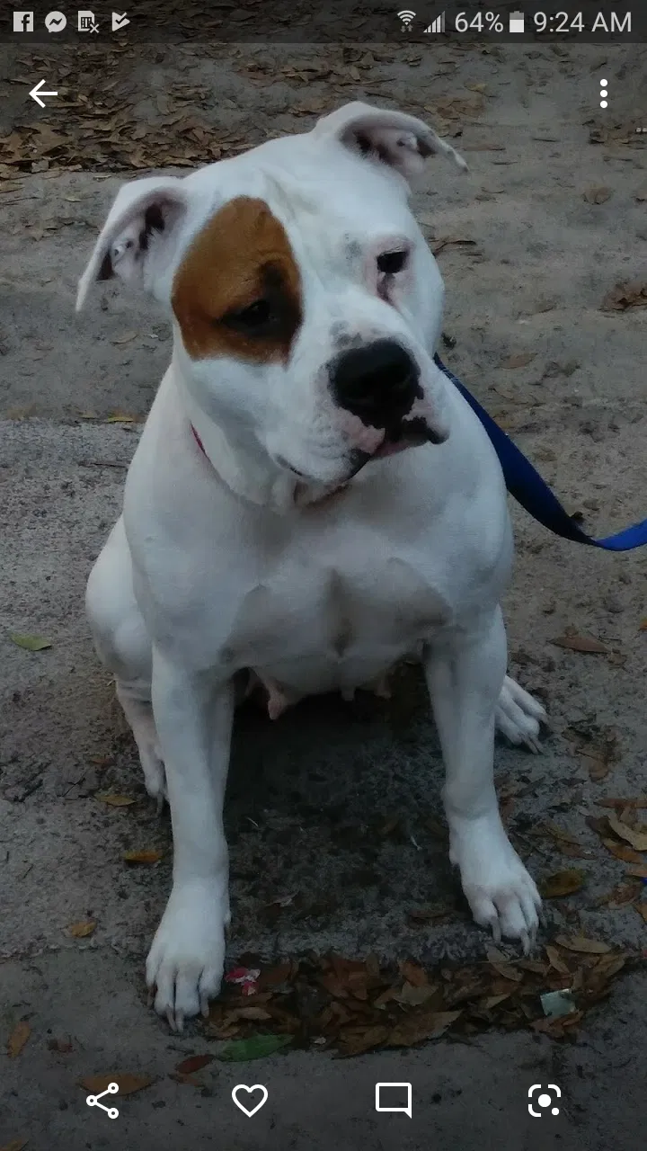 Lost dog in Sorrento, FL, 32776