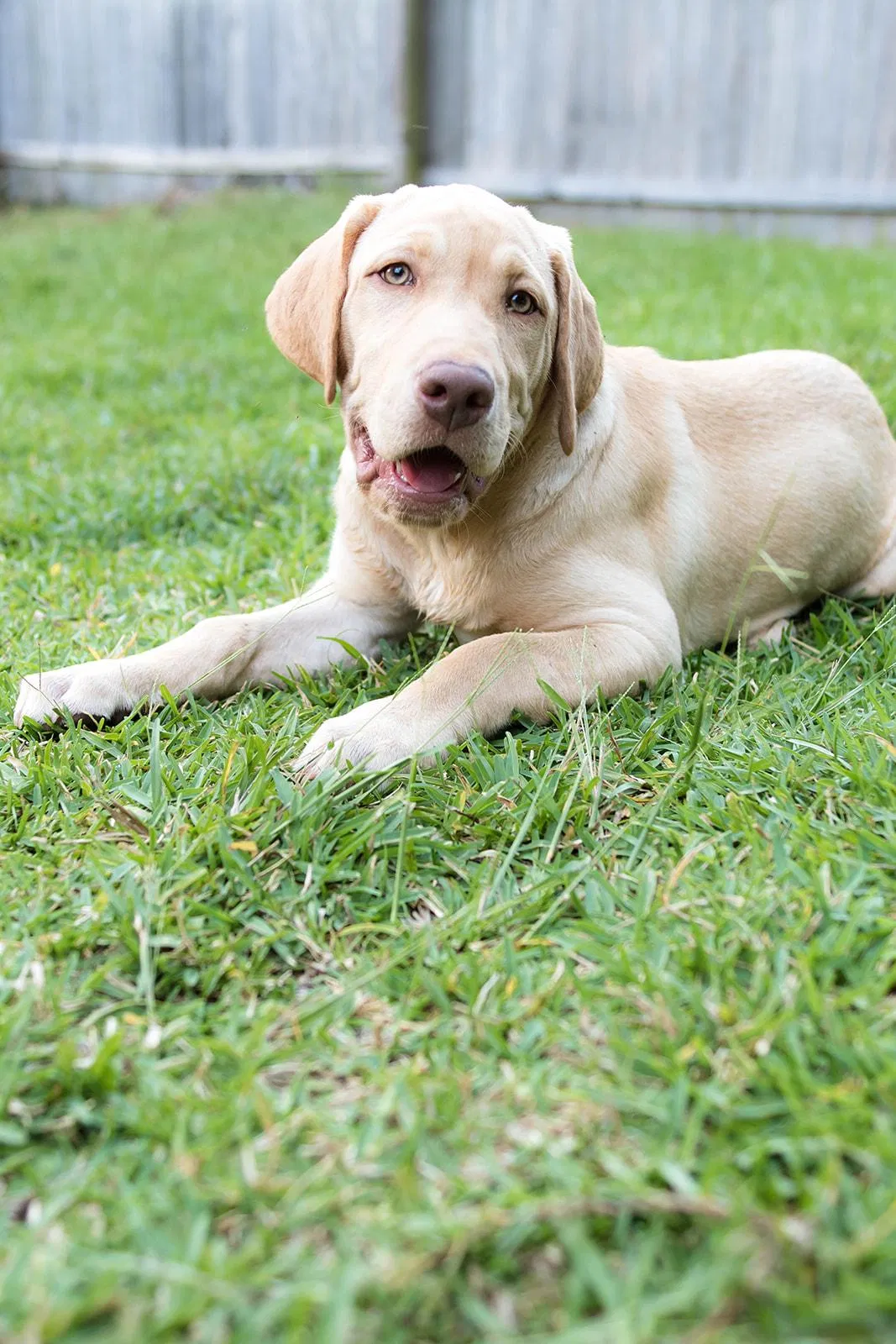 Lost dog in Pensacola, FL, 32504