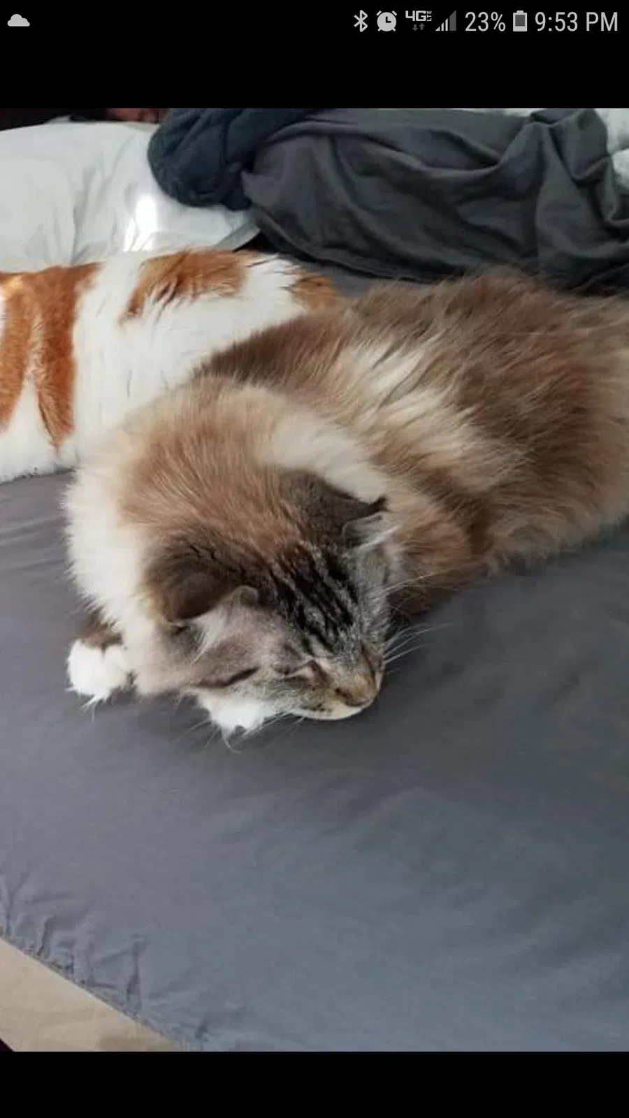 Missing Cat