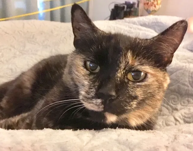 Lost cat in Charlotte, NC, 28205