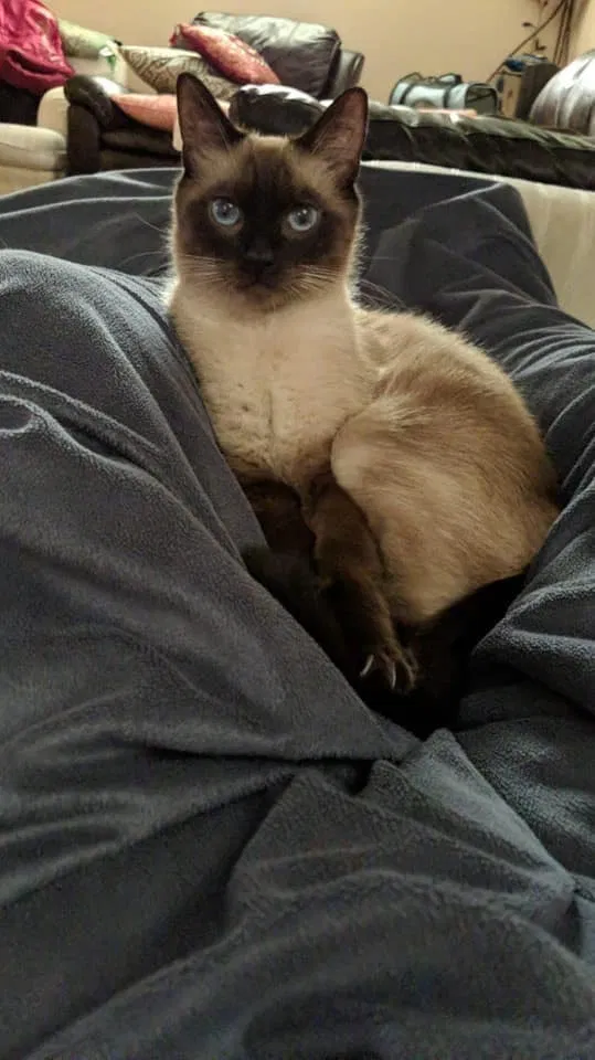 Lost cat in Dearborn Heights, MI, 48127
