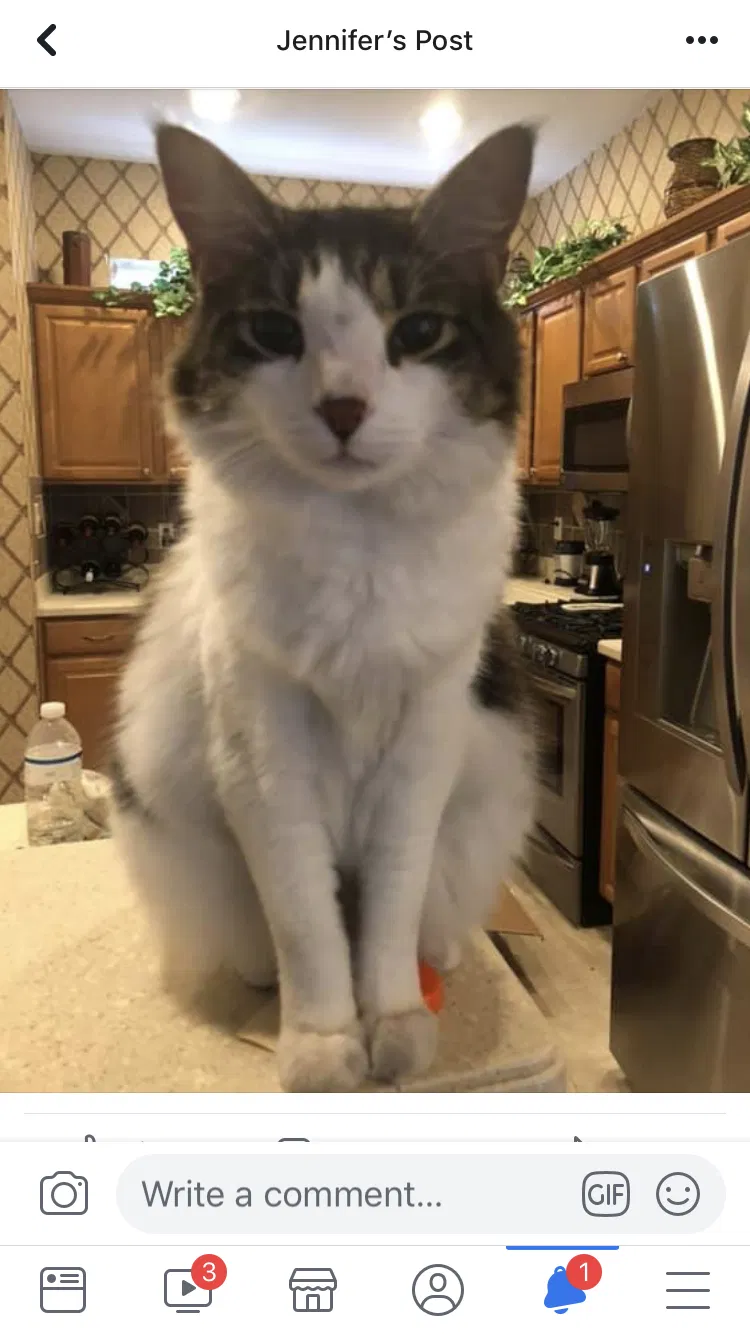 Lost cat in New Port Richey, FL, 34655