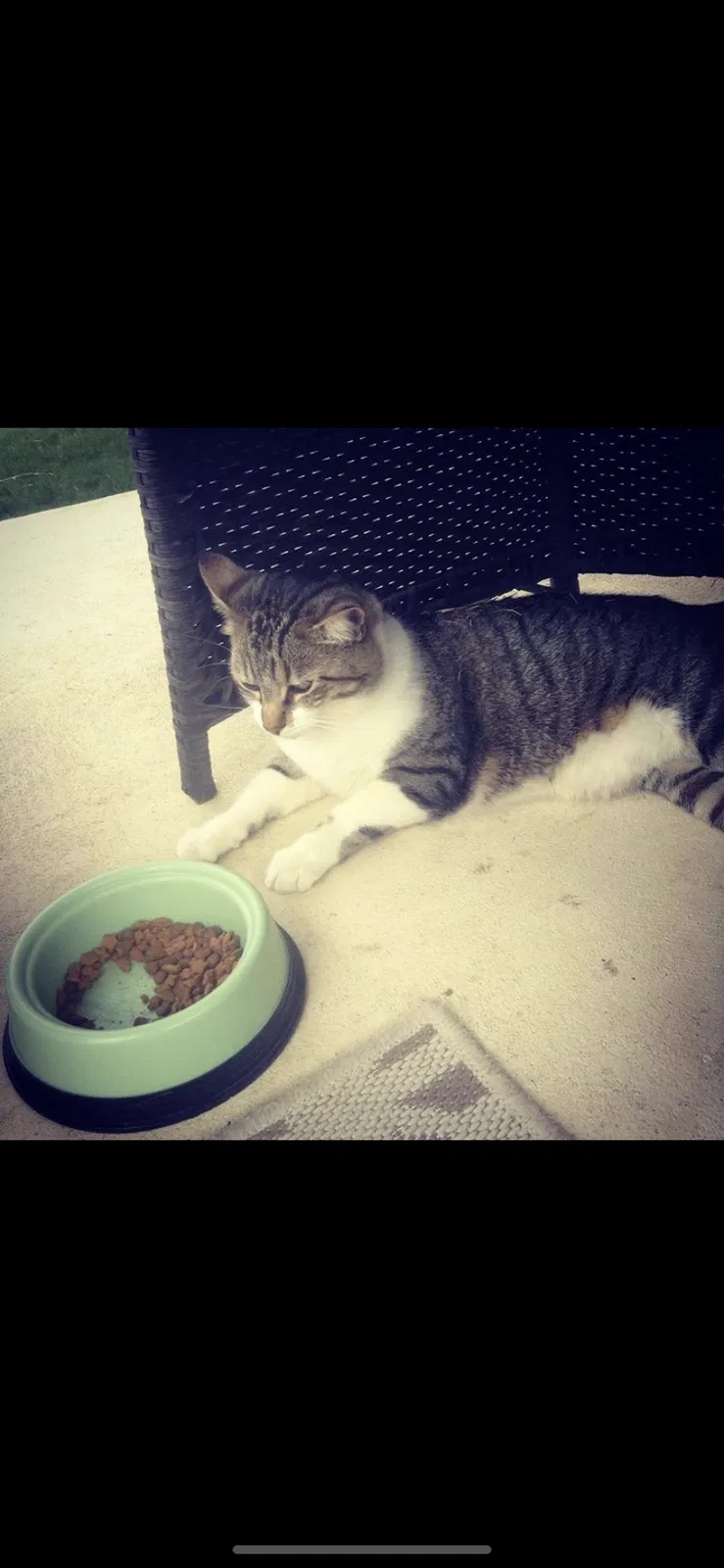 Lost cat in Helotes, TX, 78023