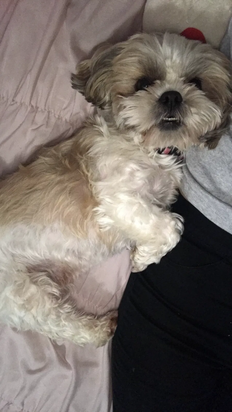 Lost dog in Kansas City, KS, 66101
