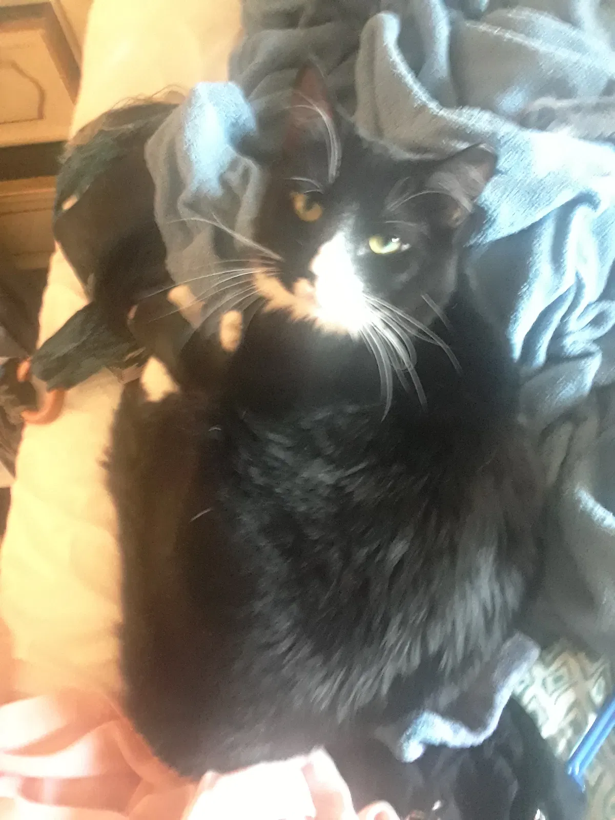 Lost cat in Tampa, FL, 33647