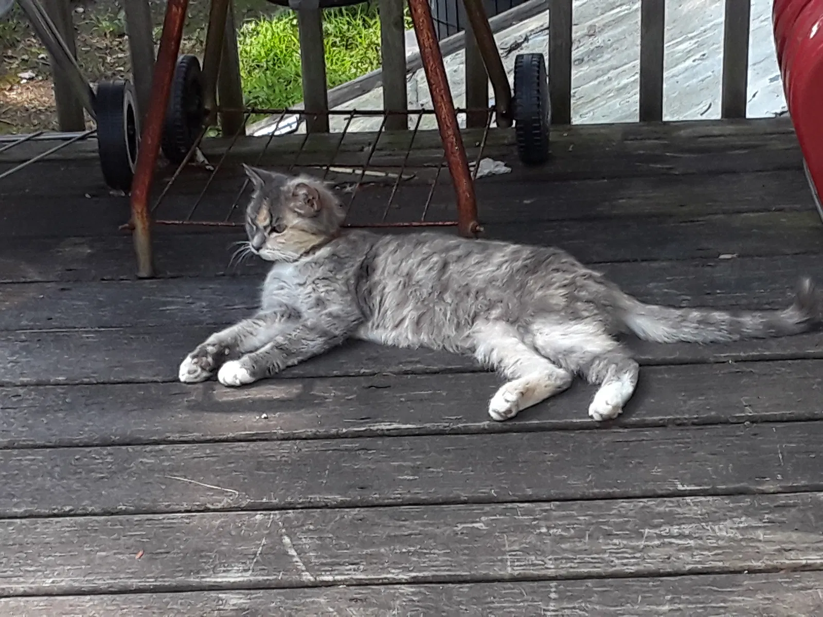 Lost cat in Belleville, MI, 48111