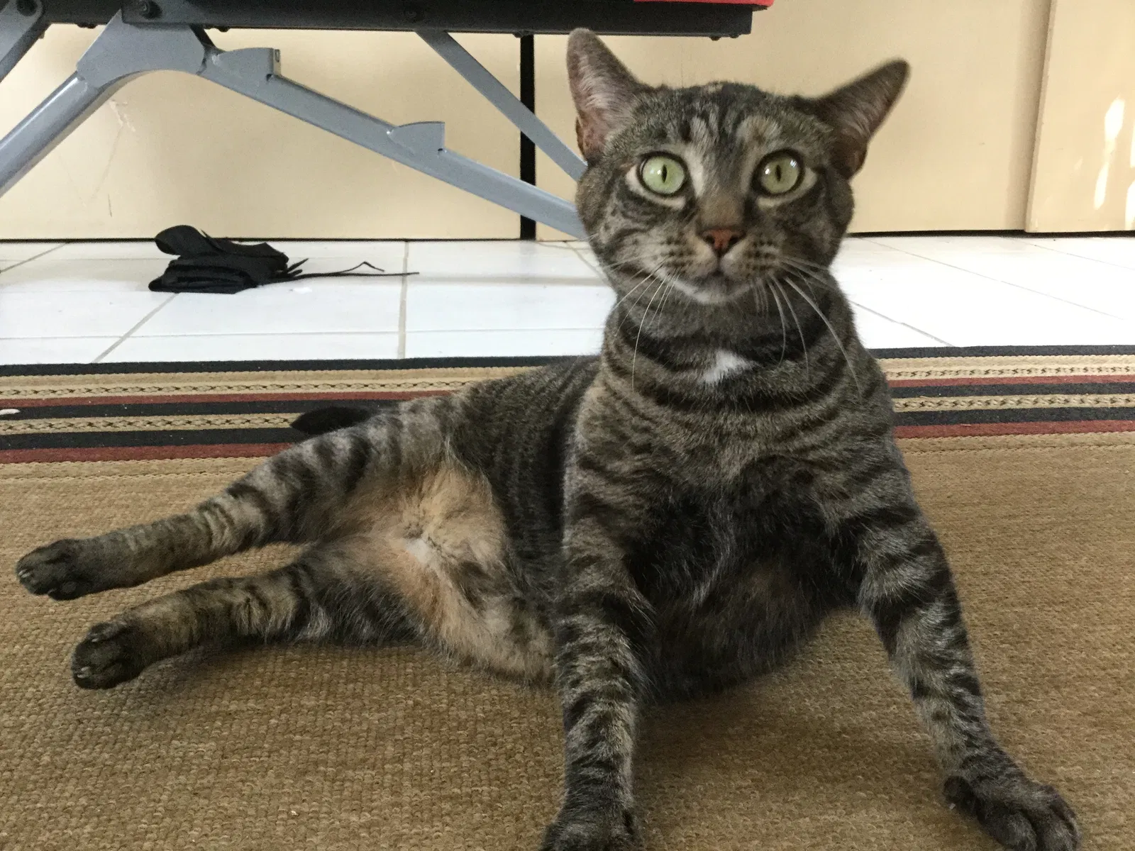 Lost cat in Saint Petersburg, FL, 33708