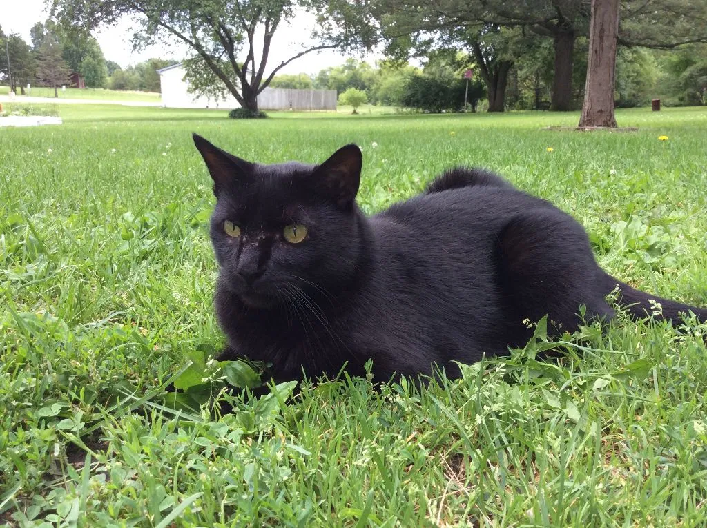 Lost cat in Maple Park, IL, 60151