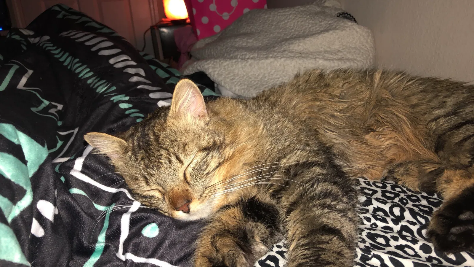 Lost cat in Denver, CO, 80233
