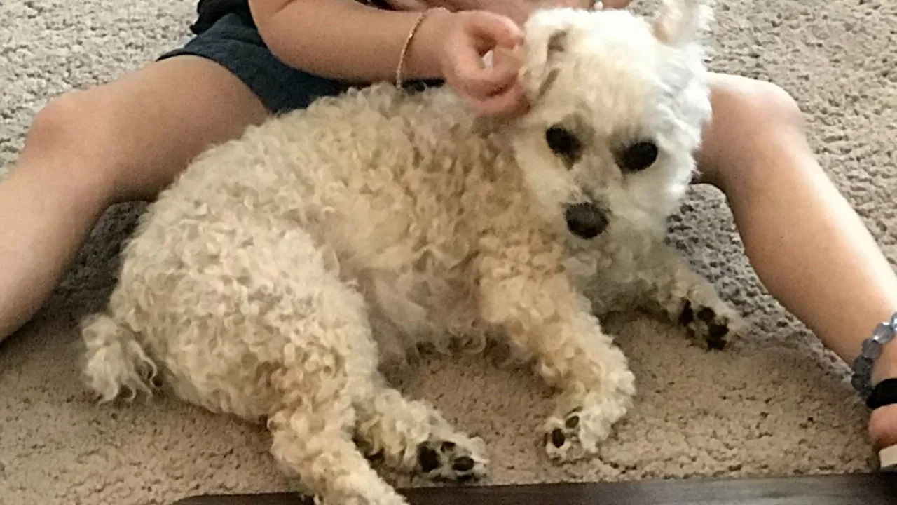 Lost dog in Martinez, CA, 94553