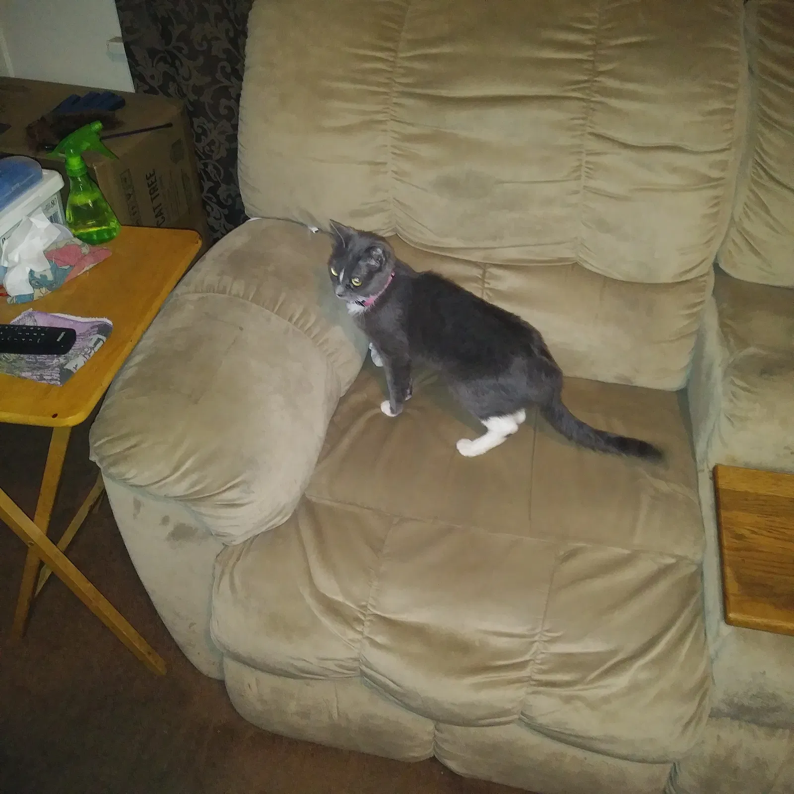 Lost cat in Pomona, CA, 91767