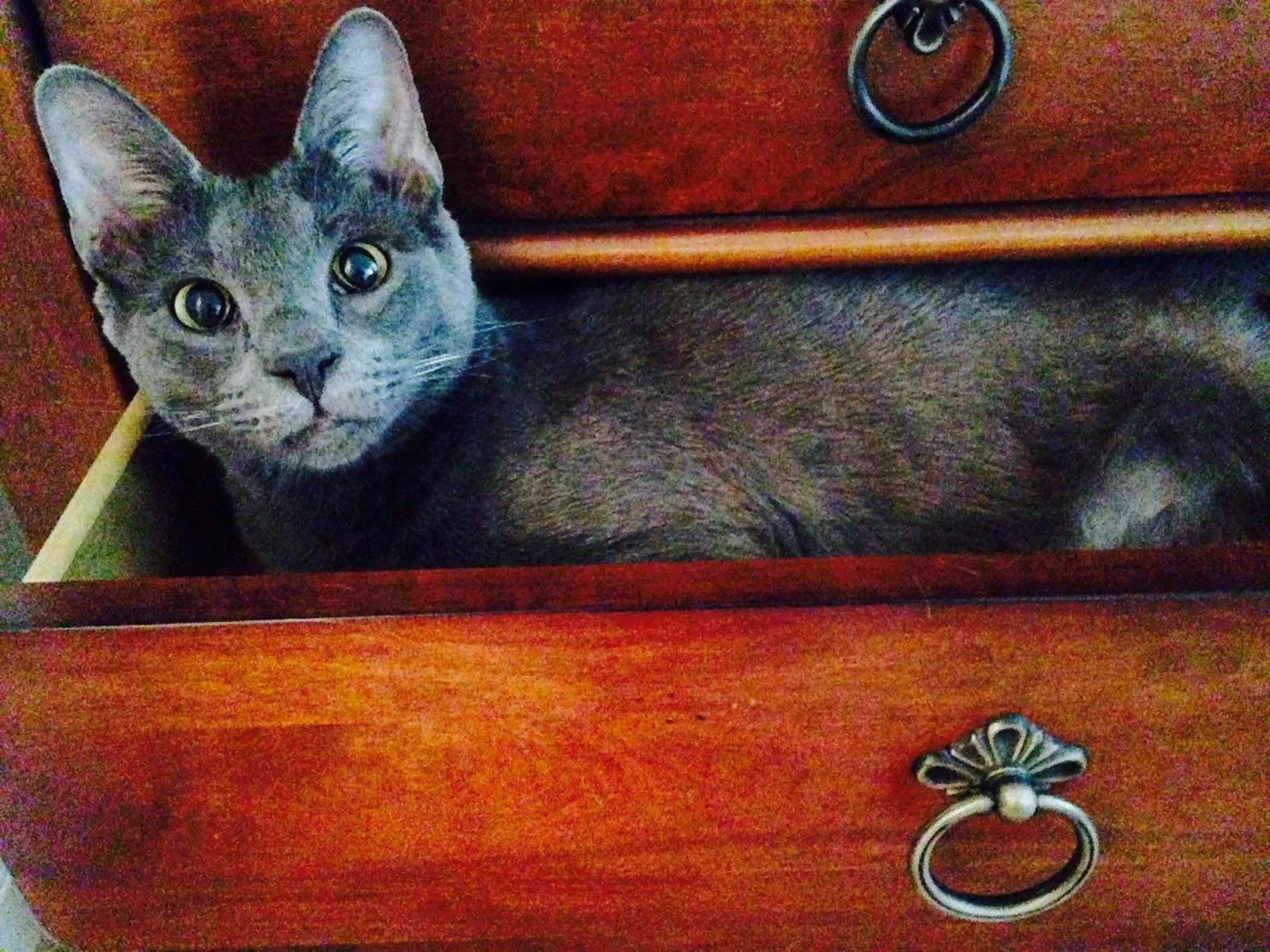 Lost cat in Virginia Beach, VA, 23455