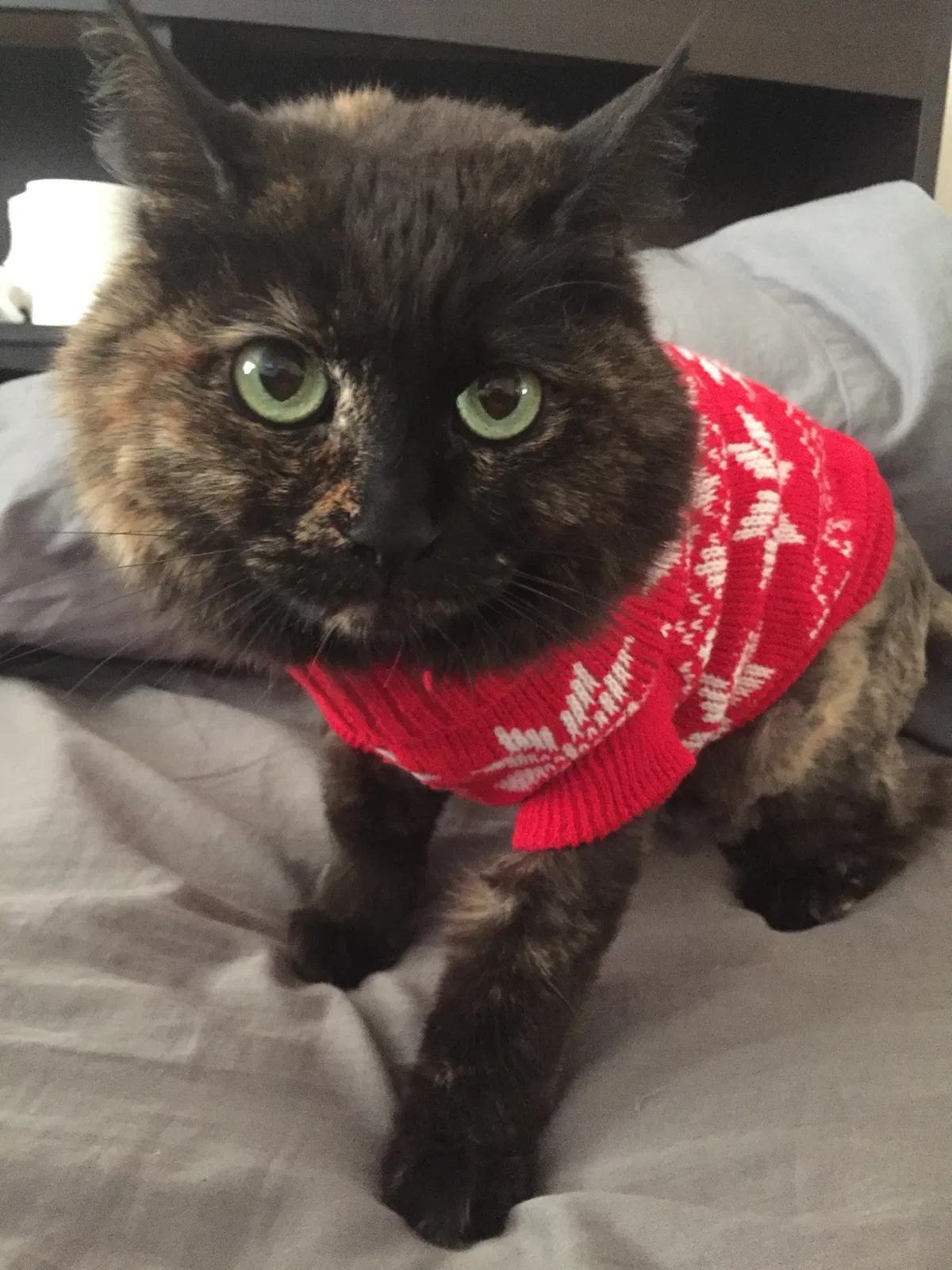 Lost cat in Mira Loma, CA, 91752