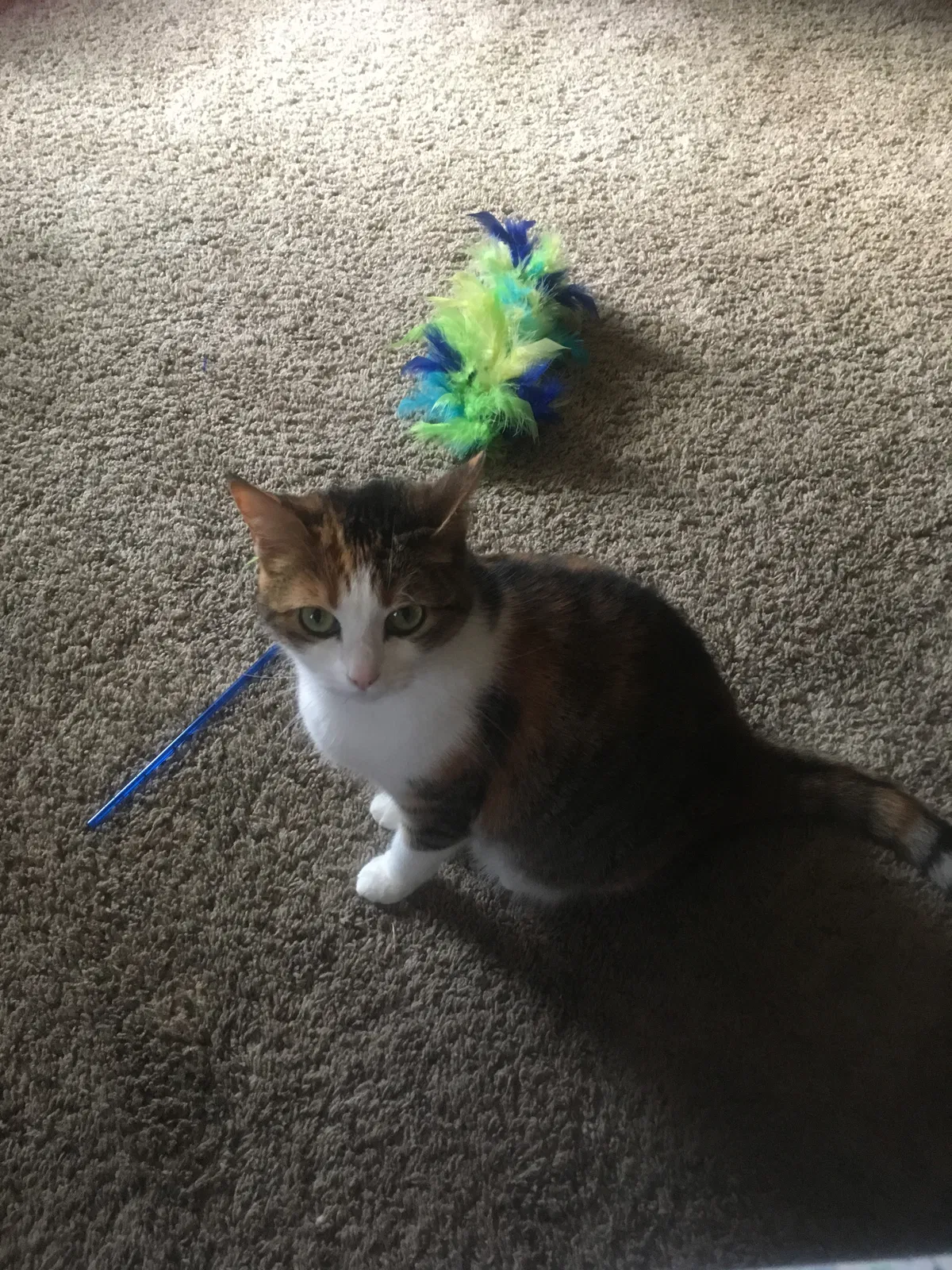Lost cat in Gloucester, VA, 23061