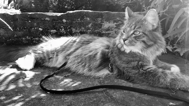 Lost cat in Craryville, NY, 12521