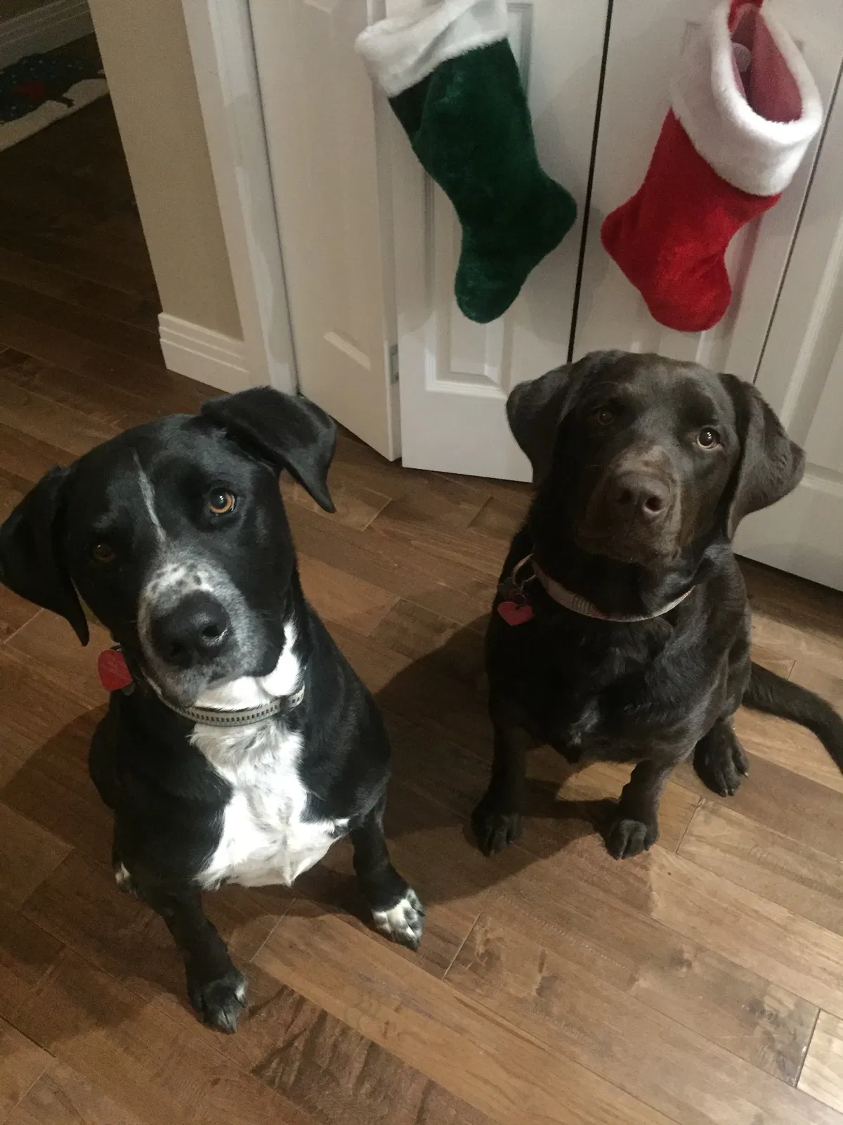 Lost dog in Conifer, CO, 80433