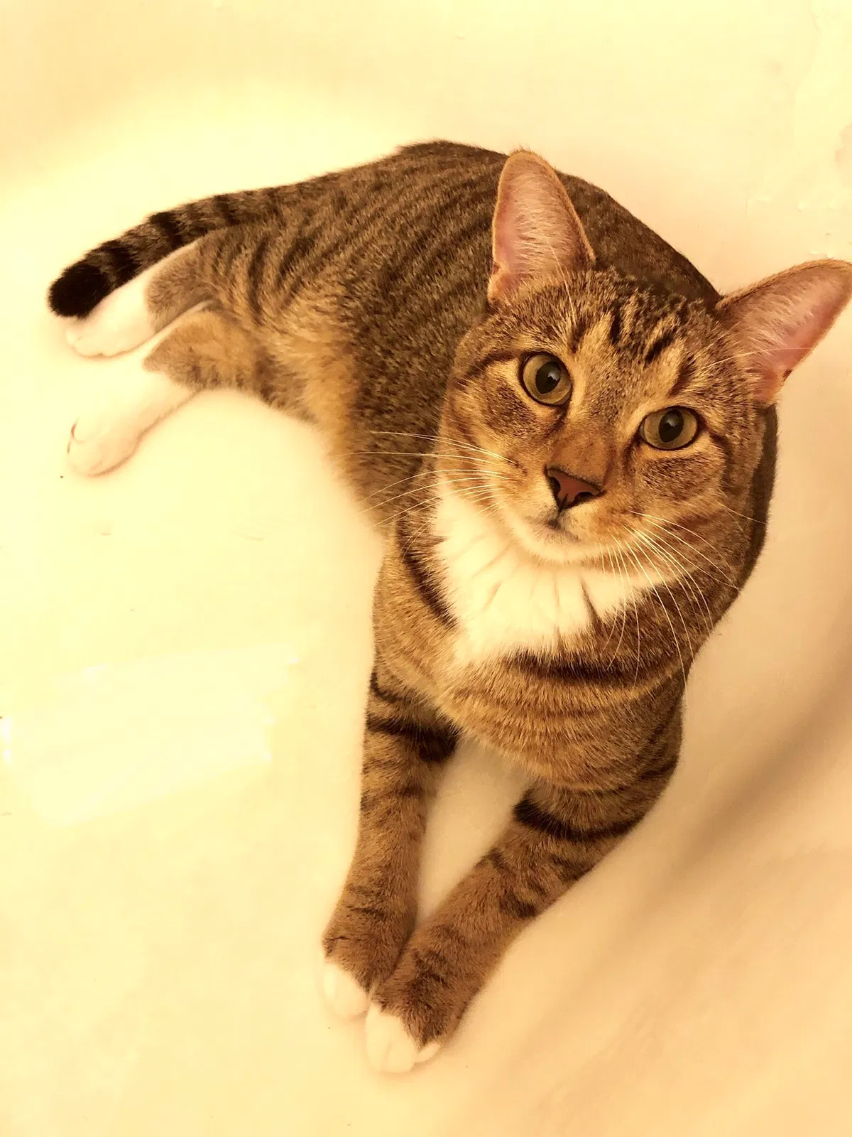 Lost cat in Pittsburgh, PA, 15232