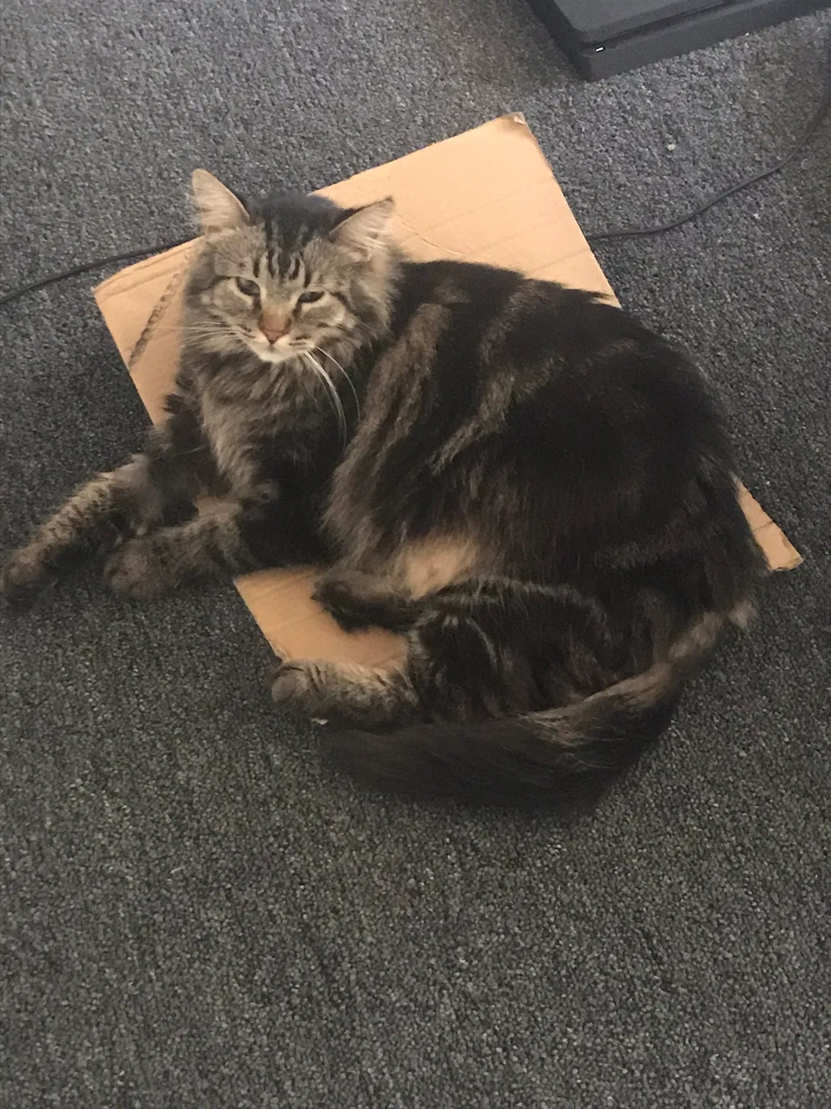Lost cat in Flagstaff, AZ, 86001