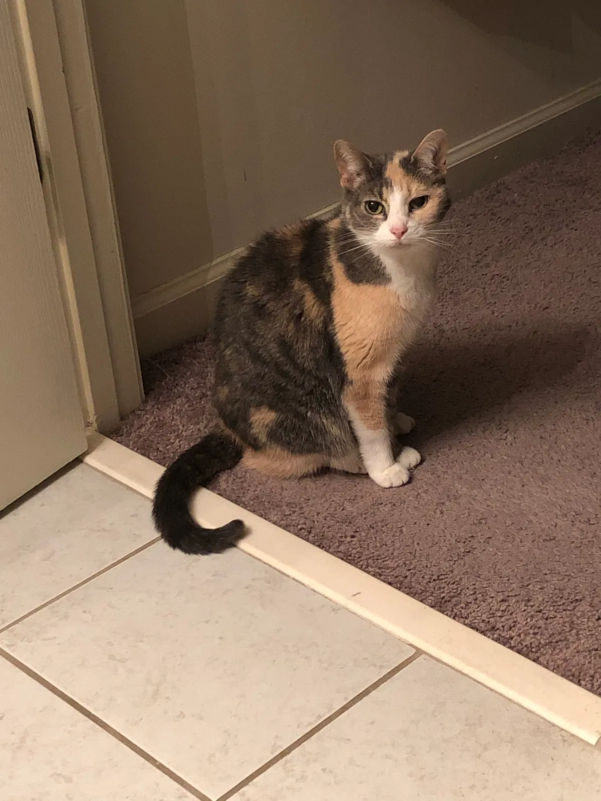 Lost cat in Winchester, KY, 40391