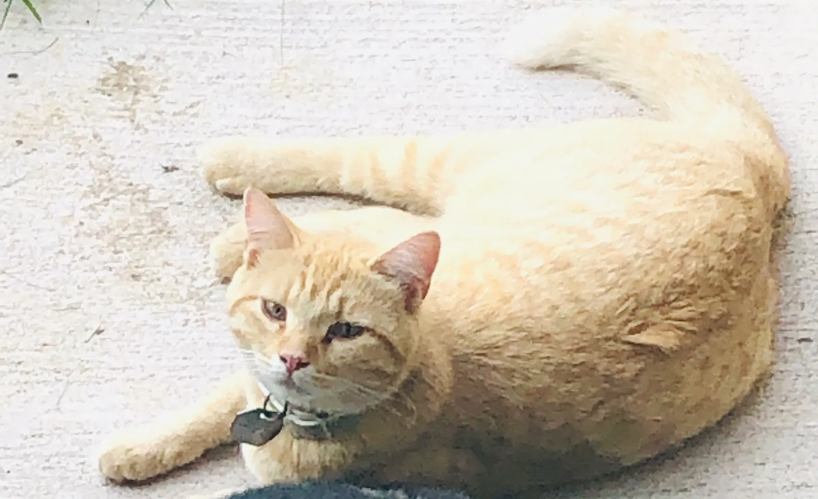 Lost cat in Tulsa, OK, 74132