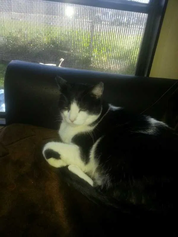Lost cat in Fresno, CA, 93722