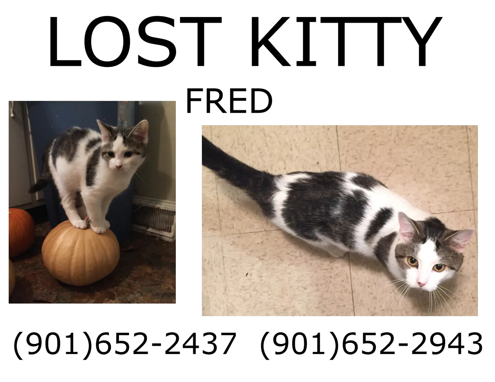 Lost cat in Nicholasville, KY, 40356
