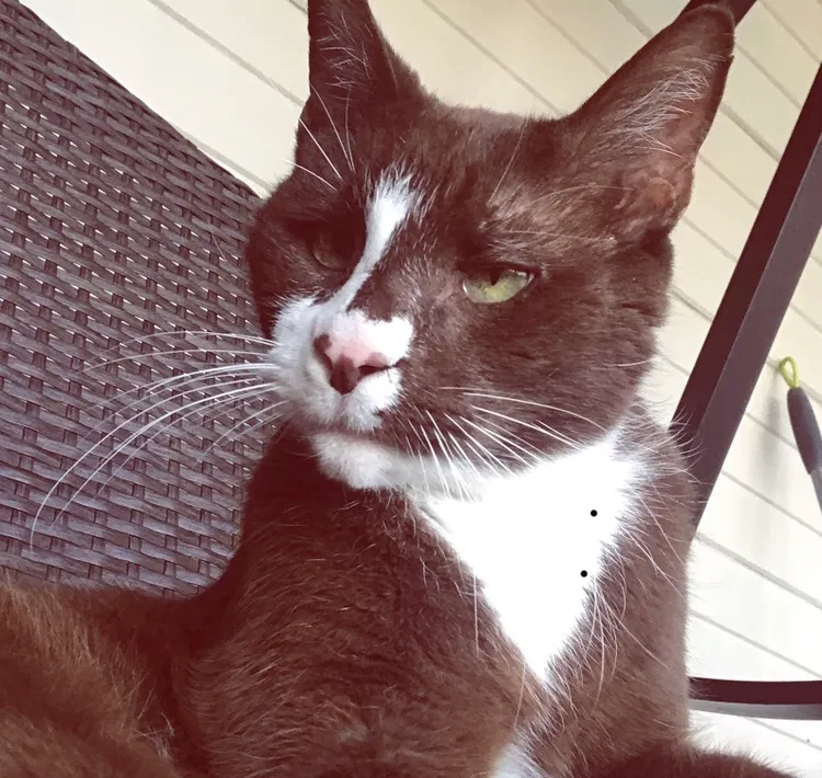 Lost cat in Pflugerville, TX, 78660