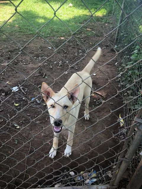Lost dog in Forsyth, GA, 31029