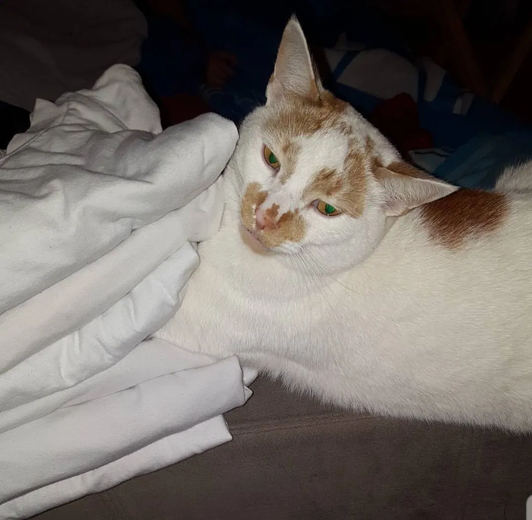 Lost cat in Pine, CO, 80470