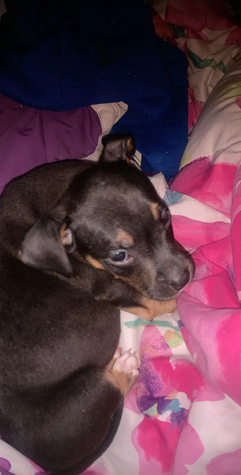 Lost dog in Uniontown, PA, 15401