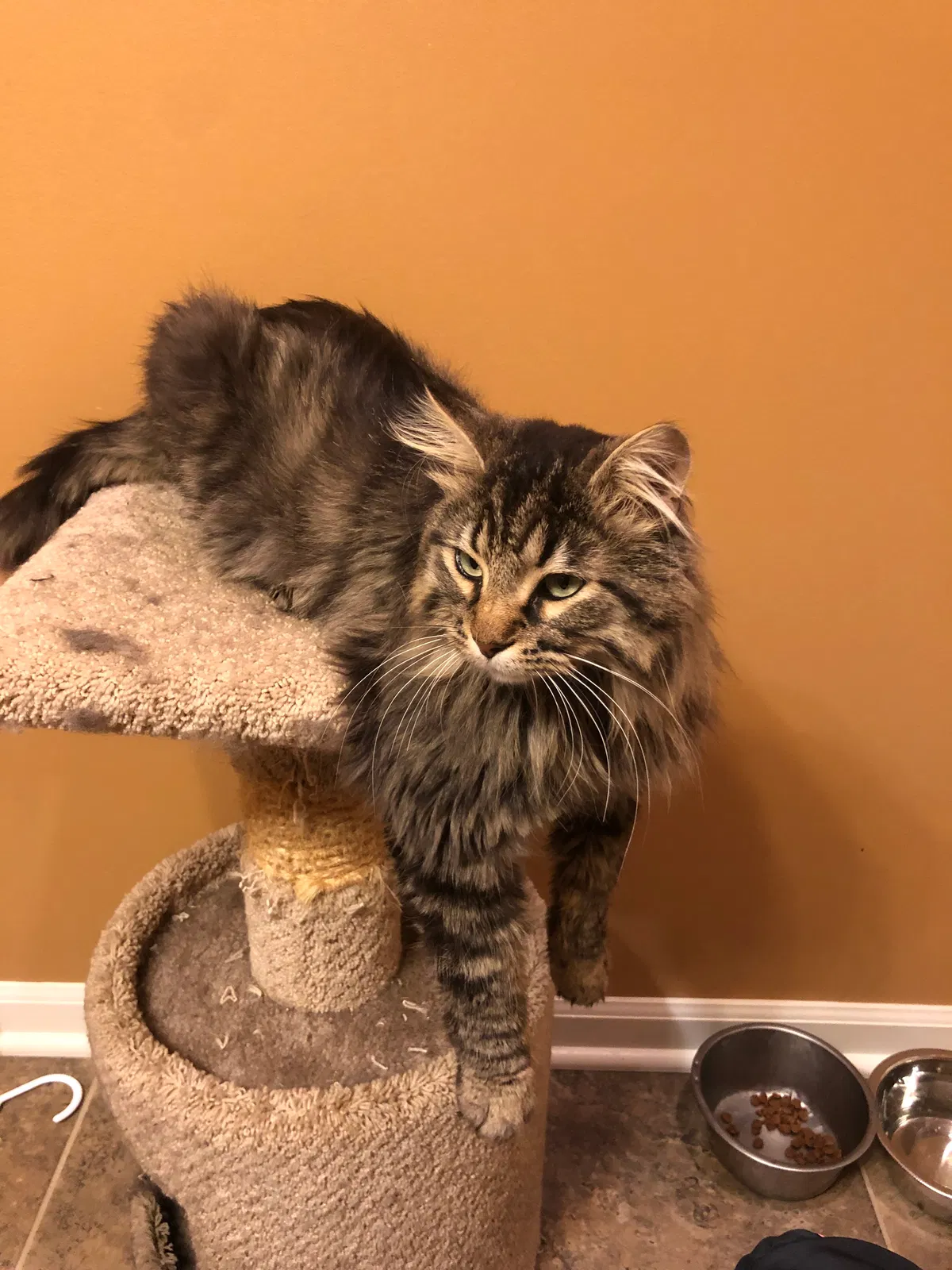 Lost cat in Overland Park, KS, 66213