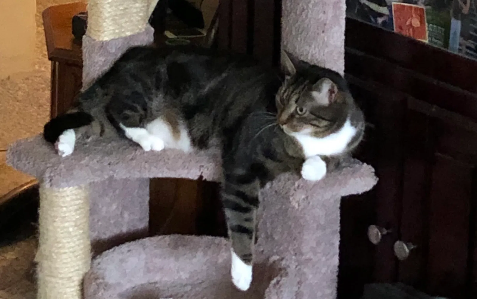 Lost cat in Taylor, MI, 48180