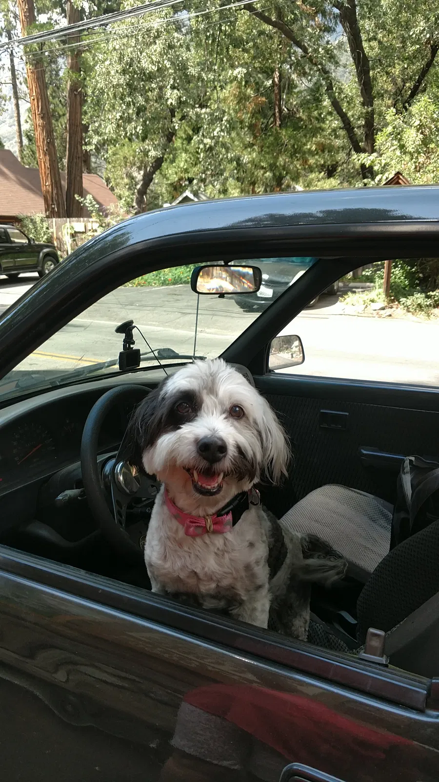 Found dog in Forest Falls, CA, 92339