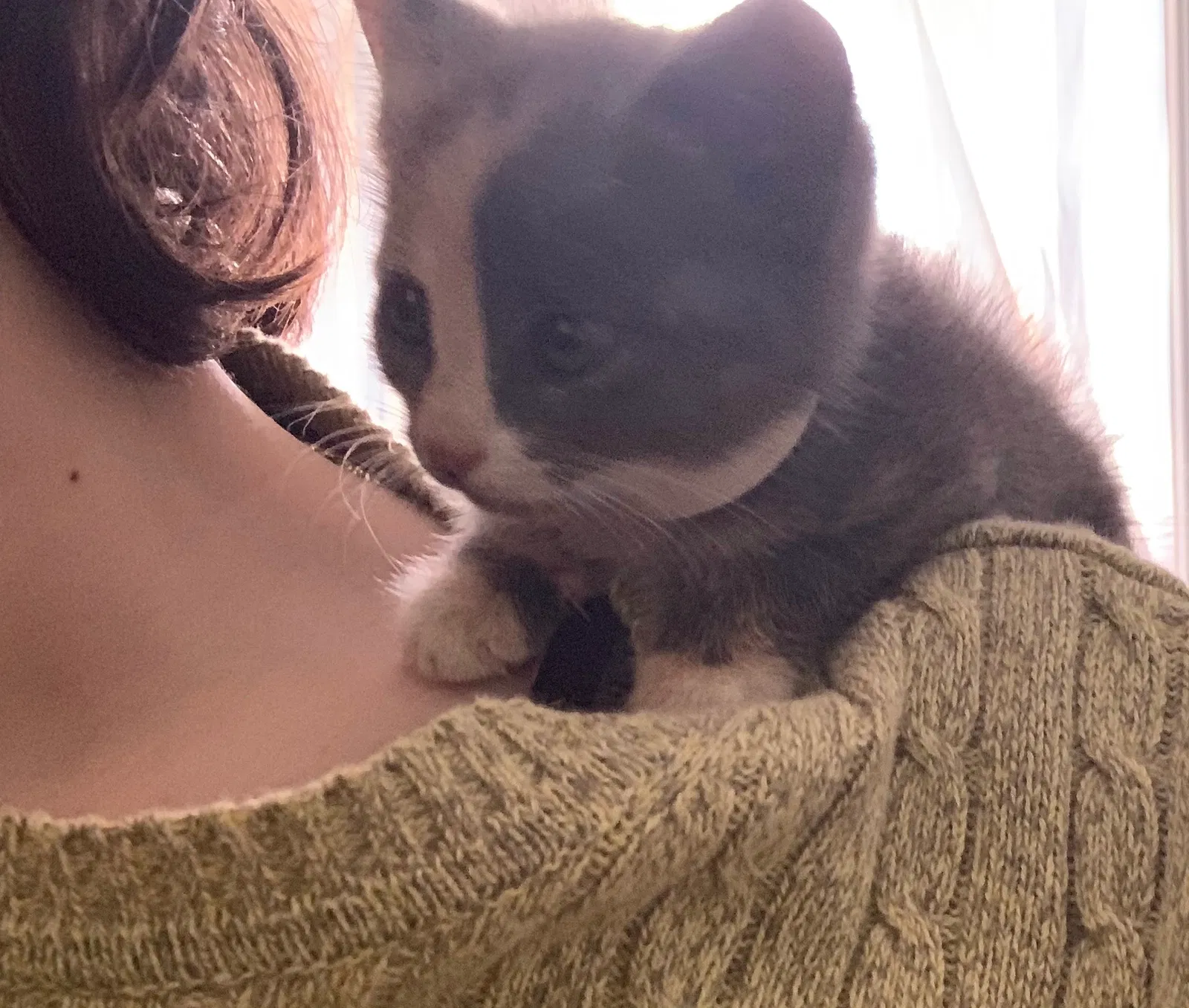 Lost cat in Orangeburg, SC, 29115