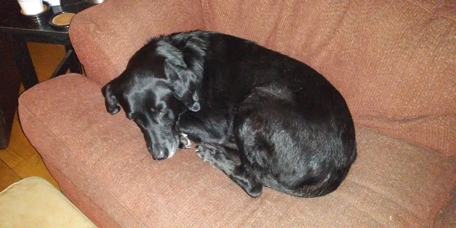 Found dog in Louisville, KY, 40214