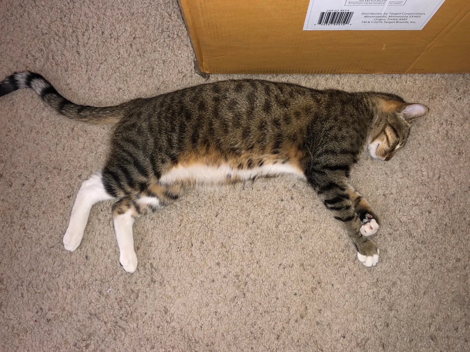 Found cat in Buena Park, CA, 90621