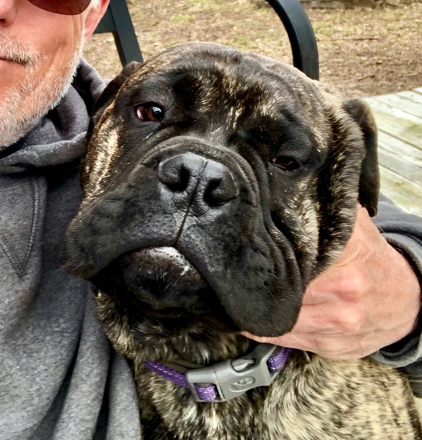 Lost dog in Koshkonong, MO, 65692