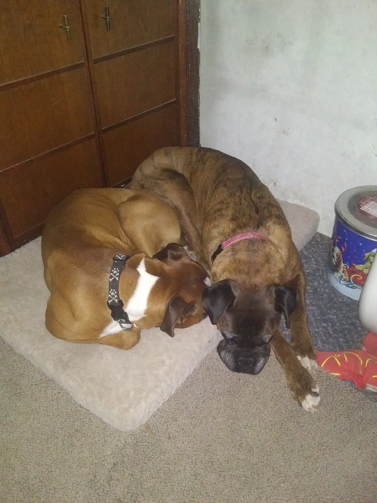 Lost dog in Bend, OR, 97701