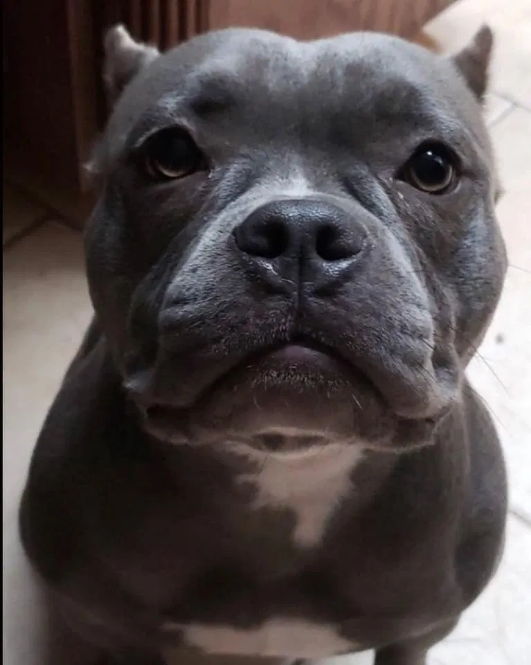 Lost dog in Edinburg, TX, 78539