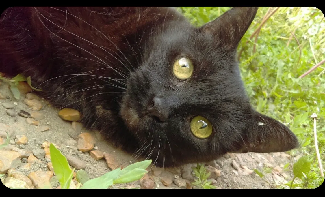Lost cat in Joliet, IL, 60435