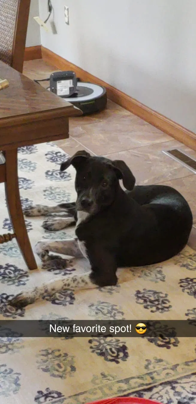 Lost dog in Portage, IN, 46368