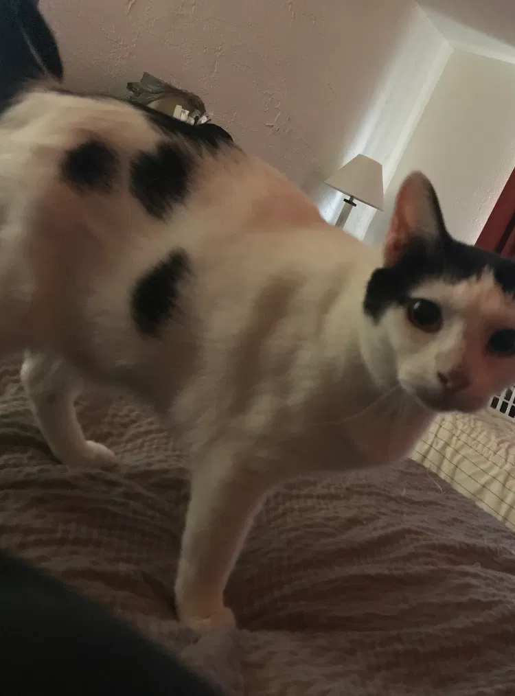 Lost cat in Warrenville, IL, 60555